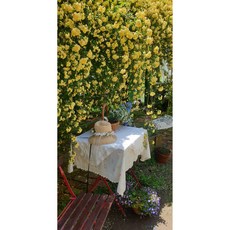 [삼다원]목향찔레 황금찔레 가시없는노란찔레, 1개