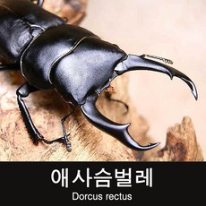 (초보사육용)애사슴벌레 수컷 20-29mm, 1개