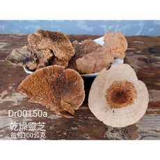 乾燥靈芝 裝飾用乾燥花材
