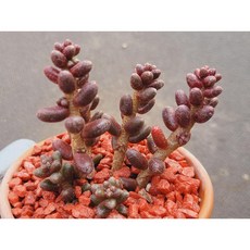 다육식물 옥연 토분에 심은 다육이 분갈이 필요없는 다육화분 홈가드닝 카페 사무실 소품 장식품 공기정화식물 화분째 배송합니다. 로뎀다육
