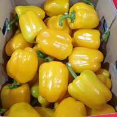 아빠농산 국내산 못난이 파프리카, 1박스, 1kg 노랑