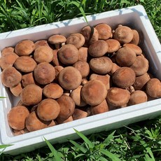 유진농원 국내산 생표고버섯 1kg 산지직송, 상품 1kg, 1개