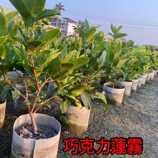 霏霏園藝 巧克蓮霧成樹 1尺吋盆, 1個
