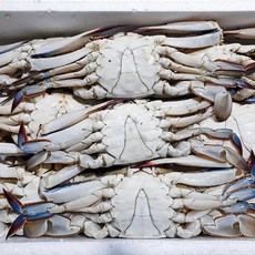 국내산 연평도 제철 숫꽃게 신선한 활꽃게 급속냉동 1kg, 숫꽃게1kg4-6미