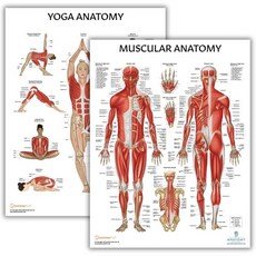 해부학 실험실 근육 및 골격 포스터 세트 2 팩 적층 생리학 17.3 x 22.5 인치 다이어그램 인체, Yoga + Muscular