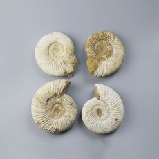 암모나이트 화석 교구 수집품 장식 고생물 돌 표본, 약 3cm 연마되지 않은 외피, 1개