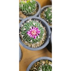 팅커벨 축옥선인장, 1개