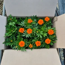 메리골드 주황 오렌지 꽃모종 15개 한판세트 정원조경 화단꾸미기, 1개