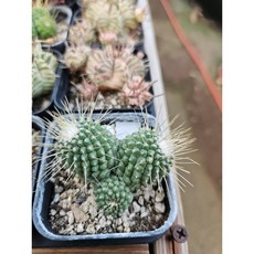 팅커벨 피코선인장