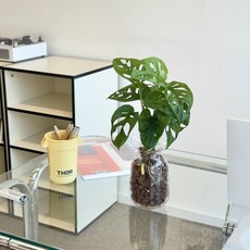 화병포함 수경식물 세트 영양제증정 이벤트할인특가