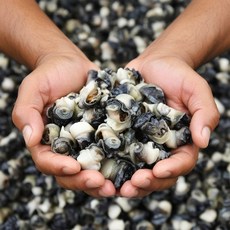 [푸르젠] 국내산 냉동 왕 우렁이 1kg, 1개