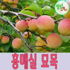 매실나무 묘목 홍매실나무 2년생 특묘, [ 홍매실나무 2년생 특묘 ], 1개