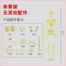 可拆卸人體器官模型 骨骼內臟 教學模型, 1個, 人體結構【單骨架】