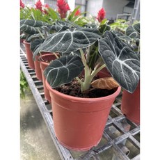 霏霏園藝 黑絲絨觀音蓮 5寸盆栽 數量10盆