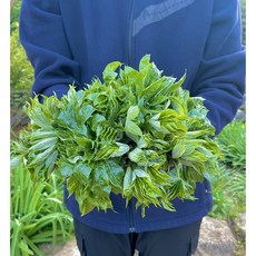 [4월 20일 전후 수확]노기네농장 산지직송 엄나무순 개두릅, 1개, 잎이 벌어져도 연한 큰 어린순 1kg, 1kg