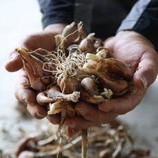 다보농장 예천 쪽파종구 1kg 쪽파씨앗 종자, 1개