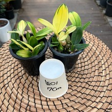 단정학 미니 석곡 동양란 1+1 공기정화식물 광명IC화훼유통, 1세트