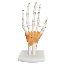 손뼈 모형 손가락 손관절 손바닥 정형외과 손목관절 병원 움직임 인체구조 인체뼈 실습 해부, A. 손 관절(무인대)