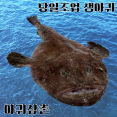 당일조업 생아귀 꼬리살 꼬릿살 1kg 손질 아귀 안키모 아귀간 대창 찜 탕 수육 매운탕, 1개, 손질아귀