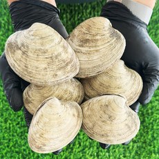 동해안 돌조개 산소포장 캠핑 조개구이 조개찜, 1개, 1kg