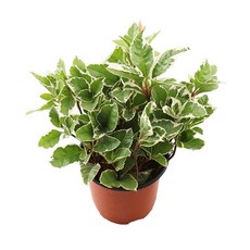 갑조네 무늬산호수(소품) 실내 공기정화식물 키우기 쉬운 식물 플랜테리어 반려식물, 1개