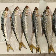 충남 서천 구이용 전어 1KG 내외 / 전어회 300G 내외 제철, 1개