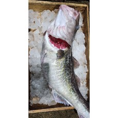 [최상급] 동해안 포항 생대구 3.5kg 이상 손질대구 대구탕 대구지리 당일조업, 1개, 대구살많음_알곤없음손질중2.5-3kg_65cm내외