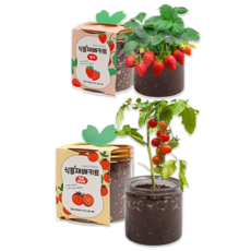 이지그로우 식물 재배키트, 방울토마토1+딸기1