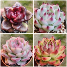 샤방샤방 미니다육이 세트, [1번- 4종세트], 1개