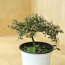 천황매 중품 포트 작은 팝콘같은 연분홍색 겹꽃 베란다꽃나무