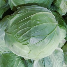 [농수산 장터] 제주 친환경 유기농 양배추, 1.5kg, 1박스