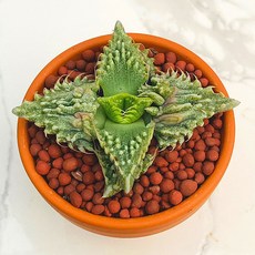 산아래 다육이 광파 선인장 화분 식물 꽃 생명력최고 카페꾸미기 장식 공기정화 다육식물 희귀식물 선물 부모님선물, 1개