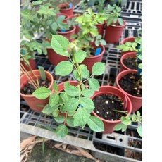 博斯科貝爾玫瑰 奧斯丁大花濃香, 1個, 四吋盆