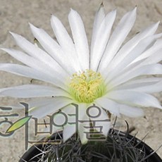 자성환 화이트 지름 11 12cm 중소품 선인장화분 텃밭 재배 식물 키우기 옥상, 1개, 단품