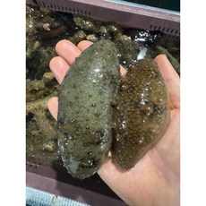 통영 거제도 제철 활 자연산 해녀 참해삼 홍해삼 해삼, 1개, 횟감용 참해삼 특품 500g (2~6미)