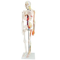 교육용 해부학 인체 뼈모형 과학실 해골 전신, 85cm 행잉 양면 근육 시작 및 정지 지점