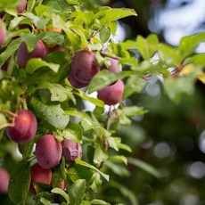 충주원예조경 / 자두나무 / 로얄대석 / 3년생 / 결실주, 1개