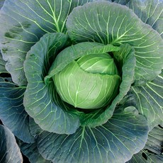 아삭한 제주 양배추 달콤한 건강 샐러드용, 3kg