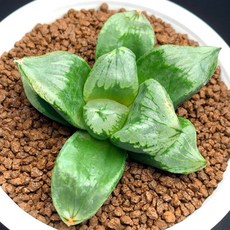 裏般若 靜鼓錦 610-9 兒童音樂玩具 啟發音樂天賦 安全無毒, 1個