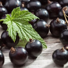 [LS 앱솔루트 오일] N42 카시스 : 블랙커런트 버드 (Cassis : Blackcurrant Bud) 10ml, 1개, 연한노랑