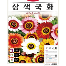 삼색국화 씨앗(50립) 레인보우마가렛 꽃씨 종묘 종자 씨 영웅 KS, 1개