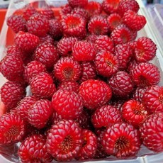 [아이스박스포장] 제철 산딸기생과 (급냉)산딸기냉동, 산딸기 생과 250g, 1박스