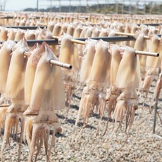간식용 덜말린오징어 촉촉한 동해반건조오징어 5미 피데기 번건조 족살, 5미 250G 내외