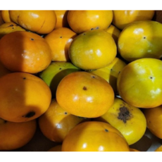 경남 단감 소과@혼합과 10kg박스, 1개, 4