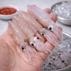 횟감용 생물 호래기 호래기회 꼴뚜기 꼴두기 산지직송 당일조업, 1세트, (소)500g