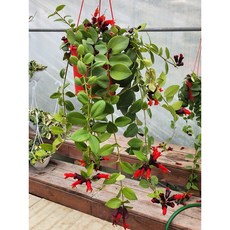 트리쵸스 (중품) 1+1 폭죽처럼 흘러내리는 꽃 공중걸이로 연출하기 좋아요, 2개