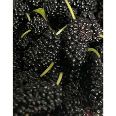 탱글탱글 신선한 햇 오디 생과오디, 1개, 500g