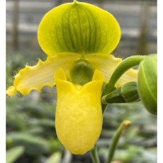 [신라난농원]파피오페딜럼 푸리물리늄 Paph. Primulinum.예쁜노랑색.긴꽃수명.예쁩니다.상태good.고급종.인기상품.필독뒷사진참고, 1개