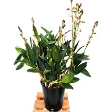 긴기아난 (중품) 꽃없어요 향기가 가득 퍼지는 난 키우기쉬운 봄향기가득, 1개