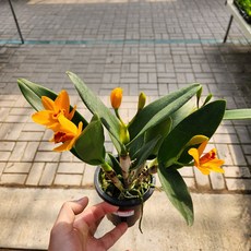 리틀썬 카틀레야 난초 서양난 서양란 디디플랜트